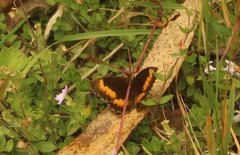 Pedaliodes phaea
