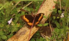 Pedaliodes phaea