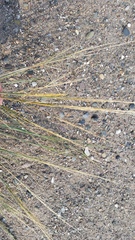 Puccinellia maritima