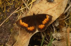 Pedaliodes phaea