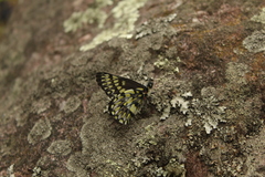 Catasticta semiramis