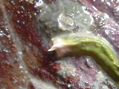 Spirobranchus lamarcki