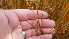 Eleocharis halophila