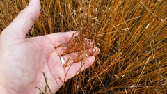 Eleocharis halophila