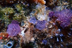 Distaplia