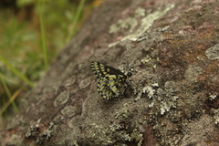 Catasticta semiramis