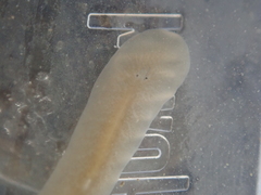 Leptoplana tremellaris