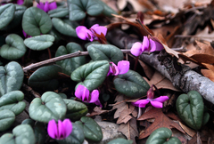 Cyclamen coum coum