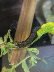 Spodoptera littoralis