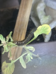 Spodoptera littoralis