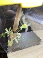 Spodoptera littoralis