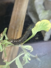 Spodoptera littoralis