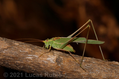 Burgilis curta