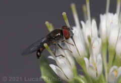 Platycheirus punctulatum