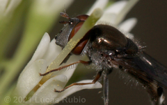 Platycheirus punctulatum