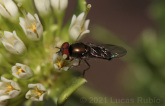 Platycheirus punctulatum