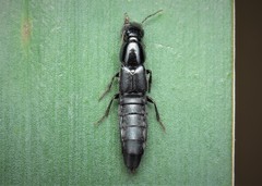 Quedius levicollis