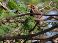 Turdus tephronotus