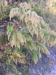 Eupatorium capillifolium image