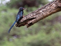 Phoeniculus somaliensis