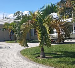 Carpoxylon macrospermum