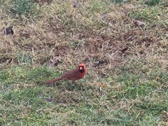 Cardinalis cardinalis