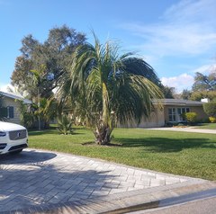 Beccariophoenix alfredii