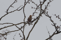 Coccothraustes coccothraustes