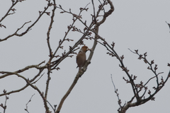 Coccothraustes coccothraustes