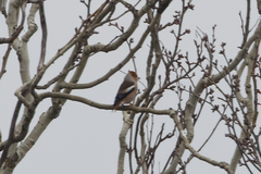 Coccothraustes coccothraustes