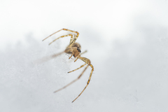 Pityohyphantes phrygianus