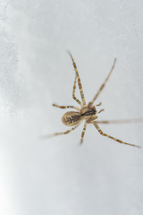 Pityohyphantes phrygianus