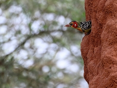 Trachyphonus erythrocephalus