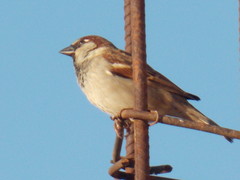 Passer domesticus tingitanus