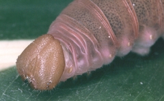 Calpodes longirostris