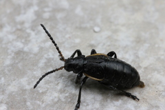 Arima marginata