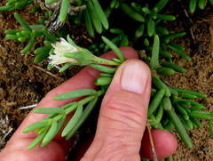 Mesembryanthemum splendens splendens