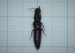 Quedius levicollis