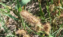Setaria italica