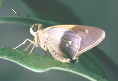 Calpodes salius