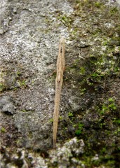 Deinopis amica