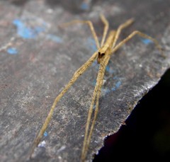 Deinopis amica