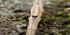 Deinopis amica