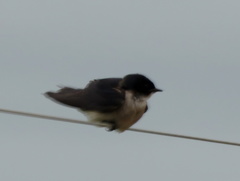 Hirundo dimidiata