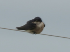 Hirundo dimidiata