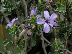 Barleria irritans
