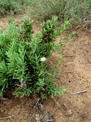 Mesembryanthemum splendens splendens