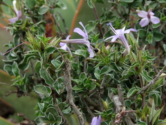 Barleria irritans
