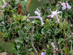 Barleria irritans