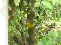Basileuterus delattrii